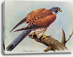 Постер British Birds - Kestrel