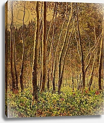 Постер Виндфорс Гуннар Sunlit Birches, 1924