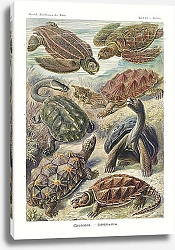 Постер Chelonia–Schildkröten