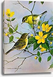 Постер British Birds - Willow Warbler (Chiffchaff)