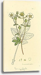 Постер Sowerby Ботаника №7 1