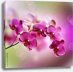 Постер Орхидеи 2