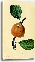 Постер Красновато-коричневое яблоко Bowyer's
