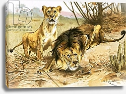 Постер Кухнерт Уильям Lion and lioness