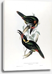 Постер Selenidera culik, Guianan toucanet