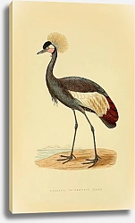 Постер Balearic or Crowned Crane