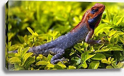 Постер Оранжево-синяя ящерица в сочной траве