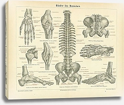 Постер Связки человеческого тела II