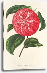 Постер Лемер Шарль Camellia Ninfa del Tebro