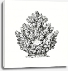 Постер Vintage coral illustration