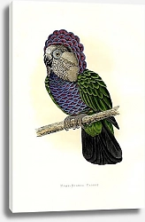 Постер Hawk-headed Parrot