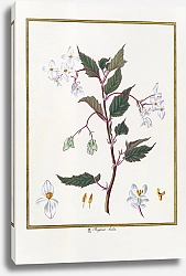 Постер Begonia hirta
