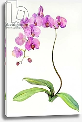 Постер Килинг Джон (совр) Orchid botanical, 2013,