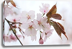 Постер Японская цветущая вишня