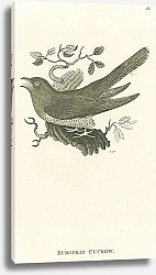 Постер European Cuckow 1