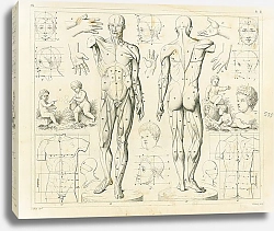 Постер Iconographic Encyclopedia: пропорции тела и мышцы