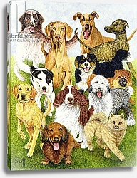 Постер Скотт Пэт (совр) Dog Days