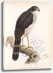 Постер Птицы J. G. Keulemans №70