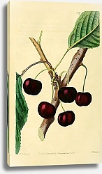 Постер Чёрная орлиная вишня