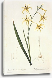 Постер Gladiolus undulatus L