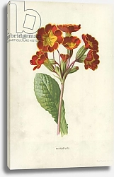 Постер Хулм Фредерик (бот) Polyanthus