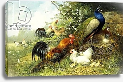 Постер Тайт Артур Fowl and Peacocks, 1899