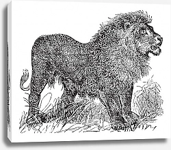 Постер African Lion vintage engraving