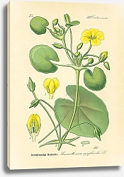 Постер Gentianaceae, Limnanthemum nymphaeoides