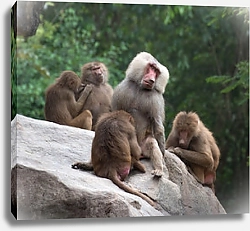 Постер Семейство бабуинов на камне