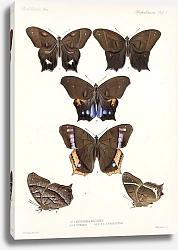 Постер Годман Фредерик Insecta Lepidoptera-Rhopalocera Pl 007