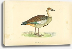 Постер Egyptian Goose 3