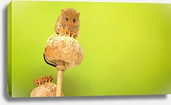 Постер Маленький мышонок на головке мака