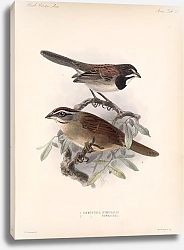 Постер Птицы J. G. Keulemans №31