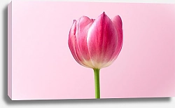 Постер Розовый тюльпан на розовом