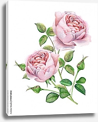 Постер Розовые розы на белом