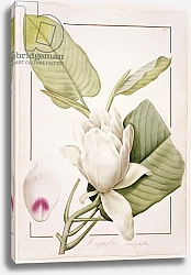 Постер Редюти Пьер PD.122-1973f.33 Magnolia macrophylla, 1811
