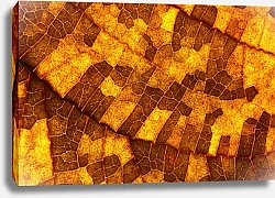 Постер Желтые ячейки в структуре древесного листка