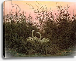 Постер Фридрих Каспар (Caspar David Friedrich) Swans in the Reeds, c.1820