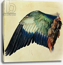 Постер Дюрер Альбрехт Wing of a Blue Roller, 1512
