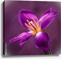 Постер Фиолетовый тюльпан №1