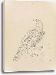 Постер Сауэрби Джеймс A Sea Eagle