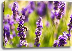 Постер лавандовое поле и пчела 