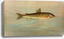 Постер Петри Джон The Rocky Mountain Whitefish, Coregonus williamsoni.