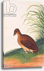 Постер Школа: Китайская 19в. Long-billed Partridge, from 'Drawings of Birds from Malacca', c.1805-18