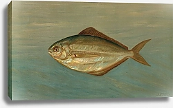 Постер Петри Джон The Dollar or Butter Fish, Rhombus triacanthus.
