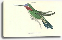 Постер Trochilus Mesoleucus 1