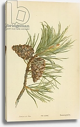 Постер Бут Вильям (последователи, ботаника) Fir Cone
