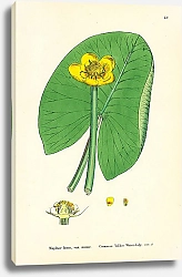 Постер Nuphar lutea, var minor. Common Yellow Water-Lily 1