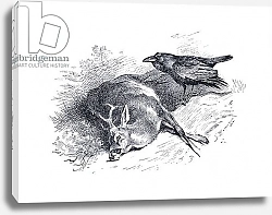 Постер Торнбурн Арчибальд (Бриджман) Dead deer and Raven, from Thorburn's Mammals published by Longmans and Co, c. 1920