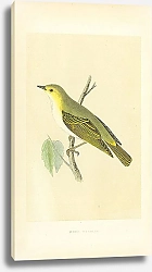 Постер Wood Warbler 5